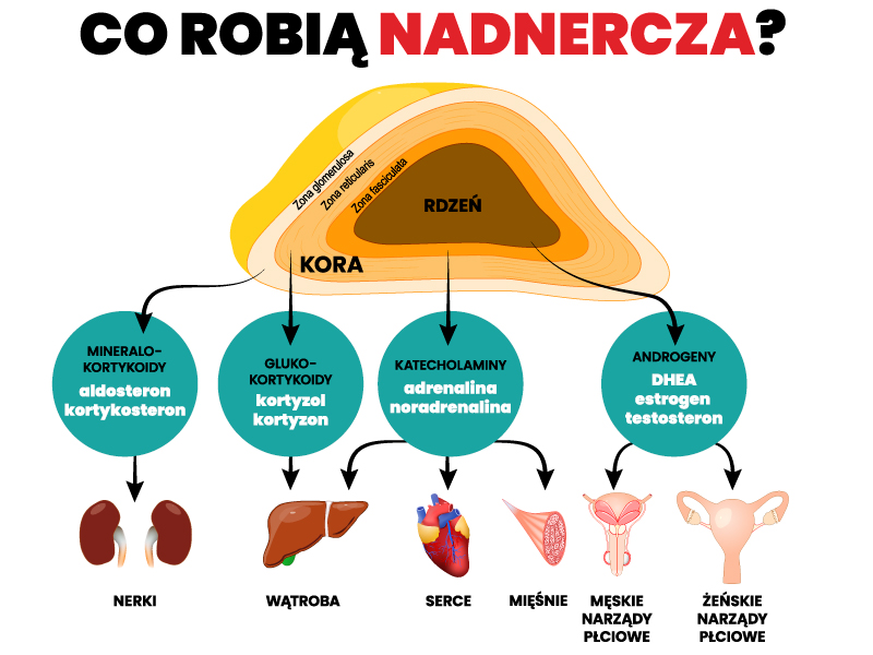 co-robia-nadnercza