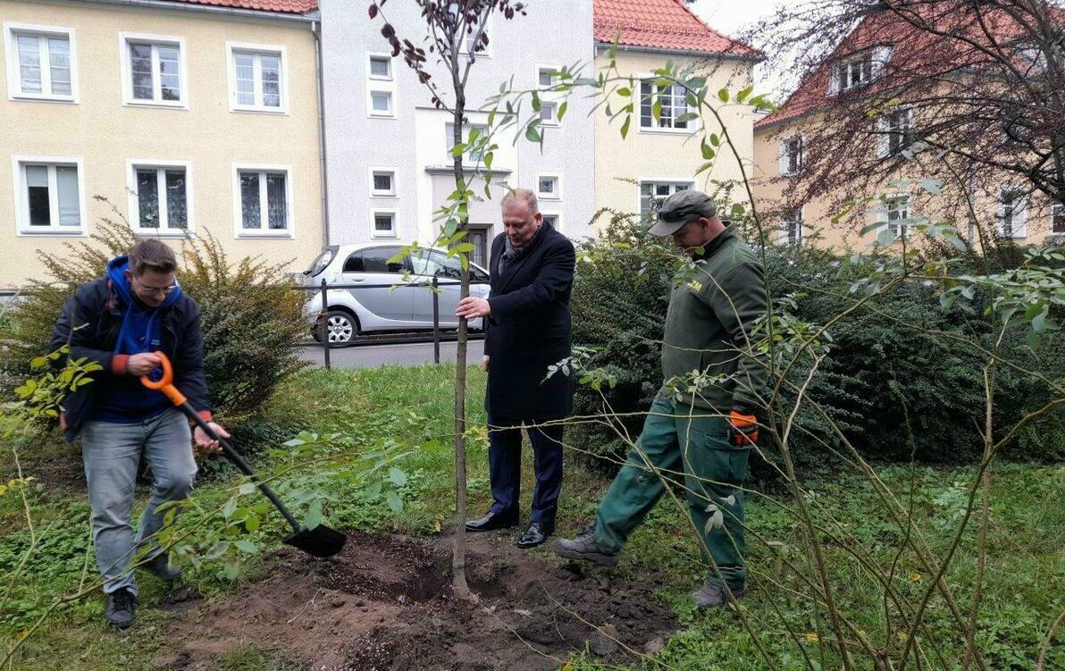 nowe nasadzenia w Parku Kajki 